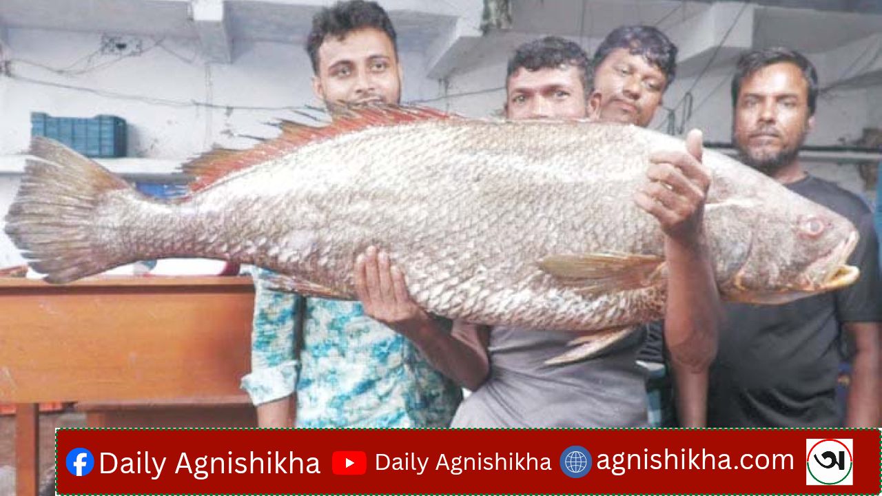জেলের জালে ধরা পড়ল ২২ কেজির ধাতিনা ভোল, দাম ৩ লাখ ৫৫ হাজার টাকা