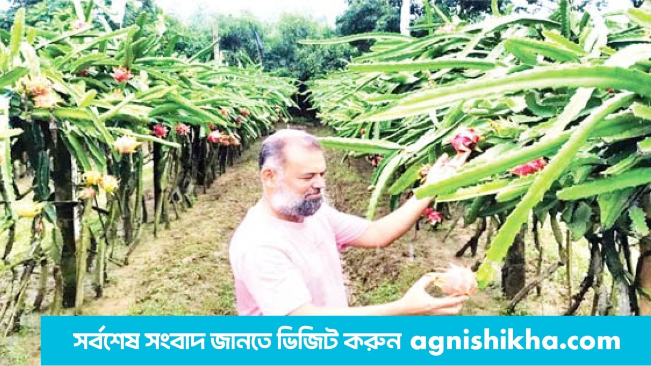 চট্টগ্রামের সীতাকুণ্ডে বাড়ছে ড্রাগন চাষ