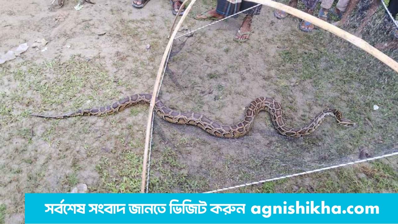 পঞ্চগড়ে মাছের বদলে জেলের জালে ১২ ফুটের অজগর